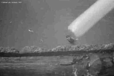  Viridiana de Luis Buñuel.     Photogramme 22 - Plan 16. Grâce à son petit bâton, Don Jaime sauve l'abeille en la déposant sur le bord du bassin.