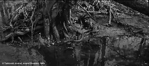 Photogramme - Arbre 5 : Andreï Roublev, Plan 73.  Une couleuvre traverse rapidement la flaque d'eau, au pied d'un arbre.