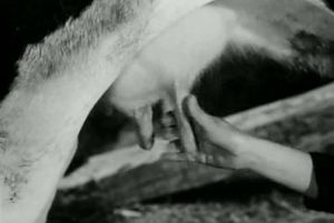  Viridiana de Luis Buñuel.     Photogramme 18 - Plan 13.  Viridiana essaye de traire le pis de la vache.