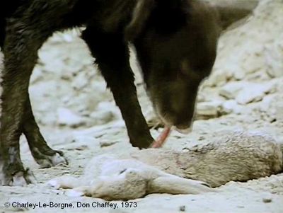   Charley-Le-Borgne  de Don Chaffey.     Photogramme 6.  Le chien mange l'agneau.