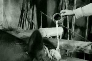  Viridiana de Luis Buñuel.  Photogramme - Plan 14.  Rita qui verse du lait sur la tête de la vache.