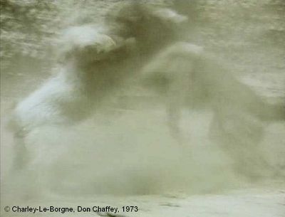   Charley-Le-Borgne  de Don Chaffey.     Photogramme 7.  Le combat des chiens.