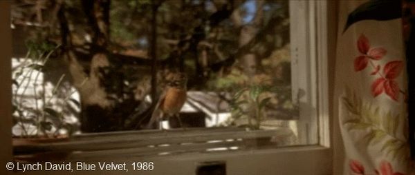 Blue Velvet, 1h 52'25", scène finale du film.
